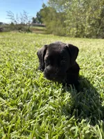 Simone, a female Miniature Schnauzer for sale in Marietta, OK – 2 of 7