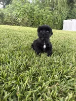 Poppy , a female Miniature Schnauzer for sale in Marietta, OK – 2 of 4