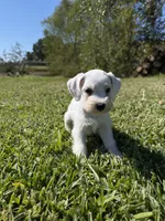 Powder, a female Miniature Schnauzer for sale in Marietta, OK – 4 of 6