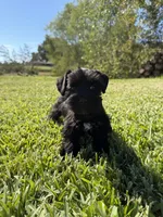 Lane, a female Miniature Schnauzer for sale in Marietta, OK – 9 of 9