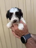 Dot , a female Miniature Schnauzer for sale in Marietta, OK – 3 of 3