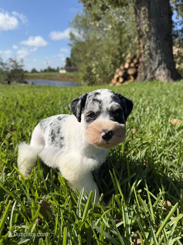 Knox – Miniature Schnauzer puppy for sale in Marietta, OK