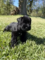 Jeter, a male Miniature Schnauzer for sale in Marietta, OK – 5 of 6