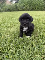 Indy , a female Miniature Schnauzer for sale in Marietta, OK – 4 of 4