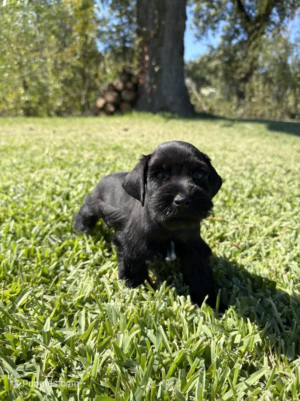 Madono  – Miniature Schnauzer puppy for sale in Marietta, OK