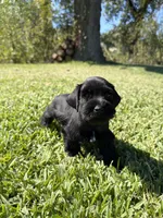 Madono , a male Miniature Schnauzer for sale in Marietta, OK – 1 of 8