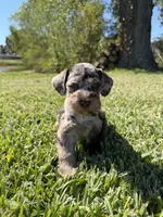 Ripple, a female Miniature Schnauzer for sale in Marietta, OK – 2 of 9