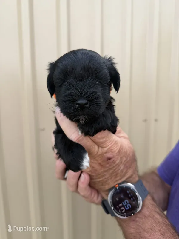 Stony – Miniature Schnauzer puppy for sale in Marietta, OK