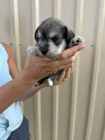 Slade, a male Miniature Schnauzer for sale in Marietta, OK – 2 of 5