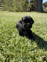 Madono , a male Miniature Schnauzer for sale in Marietta, OK – 6 of 8