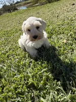 Cotton, a female Miniature Schnauzer for sale in Marietta, OK – 6 of 6