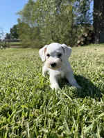 Powder, a female Miniature Schnauzer for sale in Marietta, OK – 5 of 6
