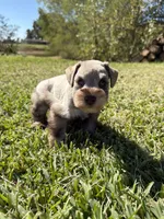 Brittle, a female Miniature Schnauzer for sale in Marietta, OK – 8 of 8
