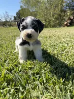 Adolis, a male Miniature Schnauzer for sale in Marietta, OK – 3 of 6