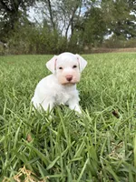 Aspen, a female Miniature Schnauzer for sale in Marietta, OK – 4 of 5