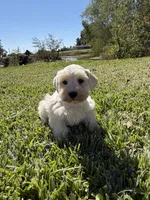 Cotton, a female Miniature Schnauzer for sale in Marietta, OK – 4 of 6