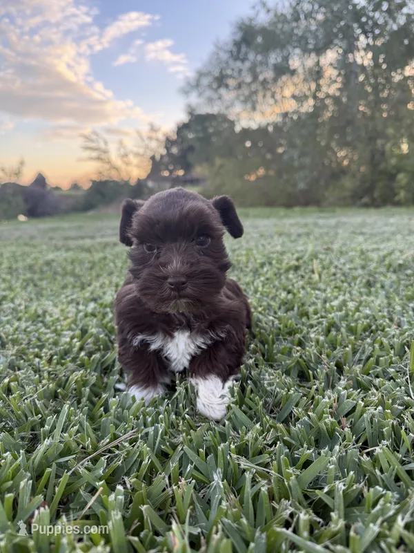 Breeze – Miniature Schnauzer puppy for sale in Marietta, OK