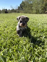 Thor, a male Miniature Schnauzer for sale in Marietta, OK – 3 of 7