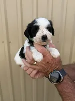 Gill, a male Miniature Schnauzer for sale in Marietta, OK – 3 of 3