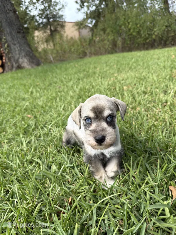 Slade – Miniature Schnauzer puppy for sale in Marietta, OK