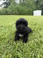 Cosmo , a male Miniature Schnauzer for sale in Marietta, OK – 3 of 3