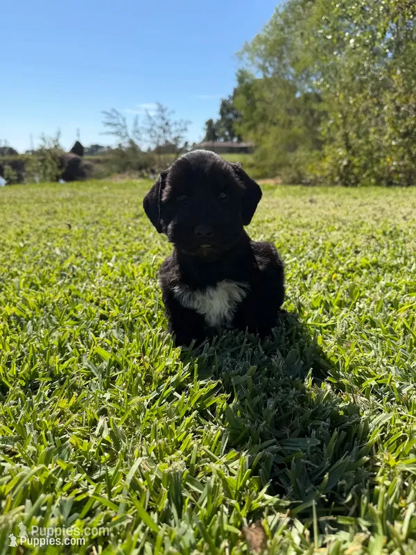 Dirk, a male Miniature Schnauzer for sale in Marietta, OK – 1 of 6