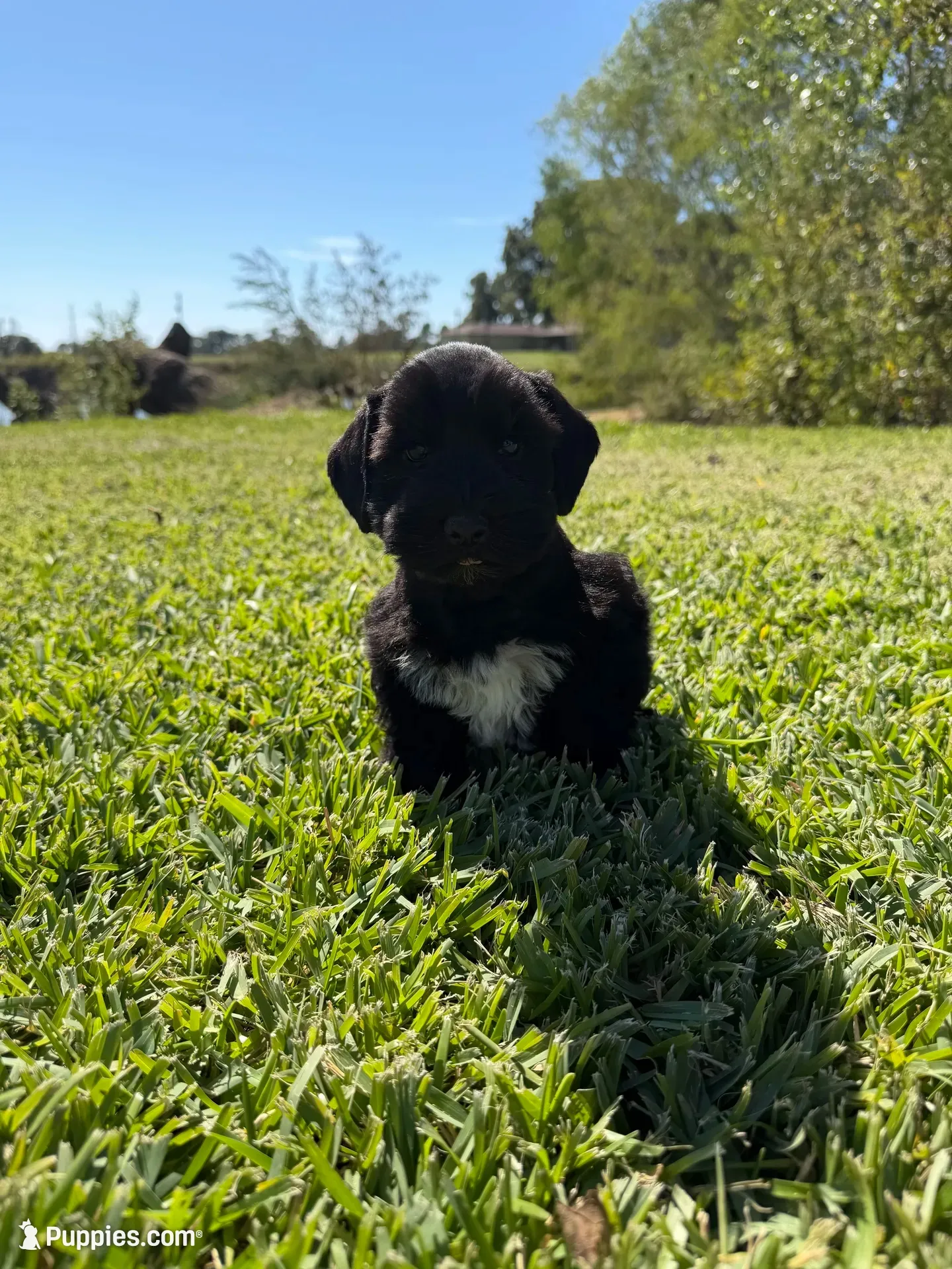 Dirk, a male Miniature Schnauzer for sale in Marietta, OK – 1 of 6