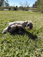Brittle, a female Miniature Schnauzer for sale in Marietta, OK – 6 of 8