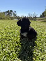 Dirk, a male Miniature Schnauzer for sale in Marietta, OK – 2 of 6
