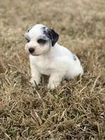Matty, a male Miniature Schnauzer for sale in Marietta, OK – Photo 7 of 7
