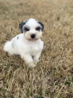 Matty, a male Miniature Schnauzer for sale in Marietta, OK – Photo 6 of 7