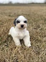 Matty, a male Miniature Schnauzer for sale in Marietta, OK – Photo 2 of 7