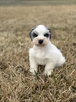 Matty, a male Miniature Schnauzer for sale in Marietta, OK – Photo 3 of 7