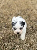 Matty, a male Miniature Schnauzer for sale in Marietta, OK – Photo 1 of 7