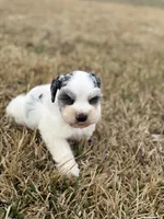 Matty, a male Miniature Schnauzer for sale in Marietta, OK – Photo 5 of 7