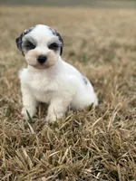 Matty, a male Miniature Schnauzer for sale in Marietta, OK – Photo 4 of 7