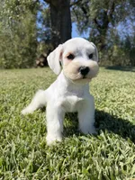 Hobie, a male Miniature Schnauzer for sale in Marietta, OK – 2 of 5
