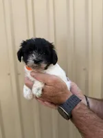Kip, a male Miniature Schnauzer for sale in Marietta, OK – 3 of 3