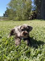 Rusty, a male Miniature Schnauzer for sale in Marietta, OK – 3 of 7