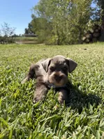 Rusty, a male Miniature Schnauzer for sale in Marietta, OK – 7 of 7