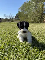 Jonah, a male Miniature Schnauzer for sale in Marietta, OK – 1 of 6