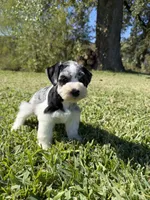 Adolis, a male Miniature Schnauzer for sale in Marietta, OK – 5 of 6
