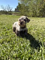 Brittle, a female Miniature Schnauzer for sale in Marietta, OK – 4 of 8