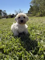 Cotton, a female Miniature Schnauzer for sale in Marietta, OK – 3 of 6