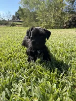 Lane, a female Miniature Schnauzer for sale in Marietta, OK – 3 of 9