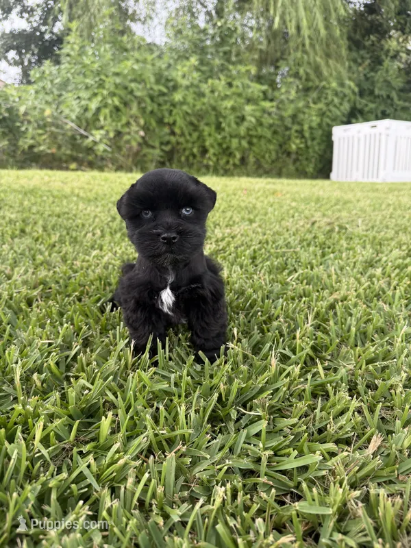 Poppy  – Miniature Schnauzer puppy for sale in Marietta, OK