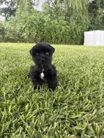 Poppy , a female Miniature Schnauzer for sale in Marietta, OK – 1 of 4