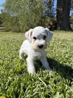 Powder, a female Miniature Schnauzer for sale in Marietta, OK – 2 of 6