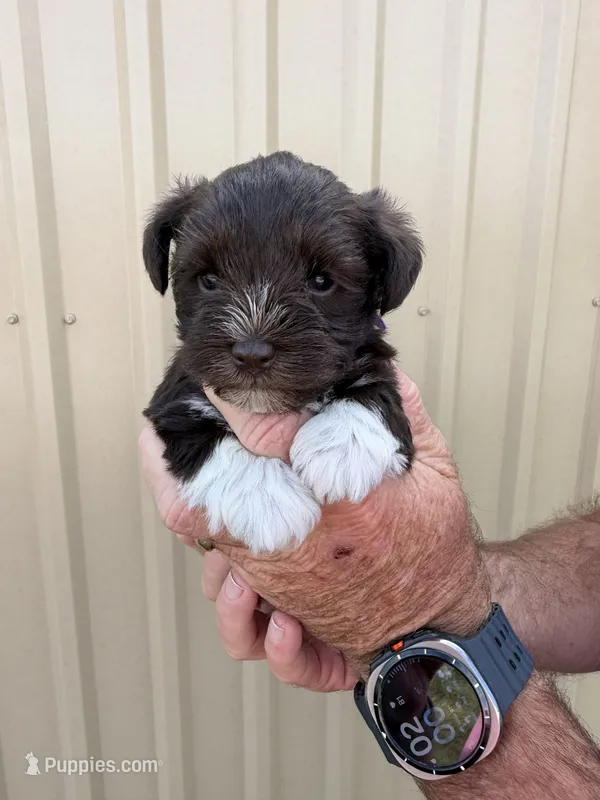 Breeze – Miniature Schnauzer puppy for sale in Marietta, OK