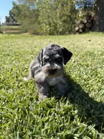Jojo , a male Miniature Schnauzer for sale in Marietta, OK – 3 of 5